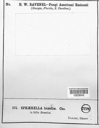 Sphaerella bumeliae image
